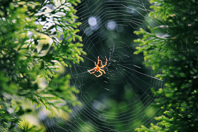 How to Keep Spiders Off the Outside of My Camper Don’t Park in the Brush