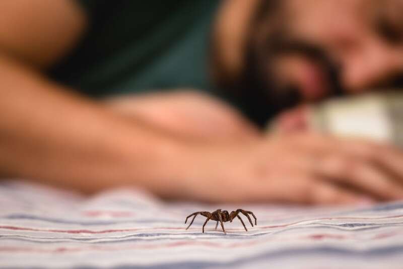 What Keeps Spiders Away at Night